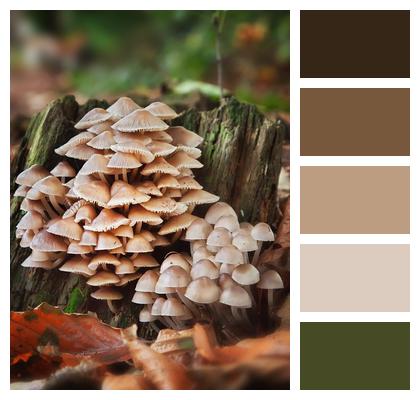 Forest Forest Floor Mushrooms Image